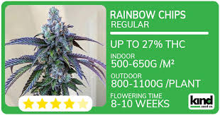 Discover the Benefits and Characteristics of Purple Haze Seeds Discover the Benefits and Characteristics of Purple Haze Seeds