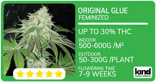 Discover the Benefits and Characteristics of Purple Haze Seeds Discover the Benefits and Characteristics of Purple Haze Seeds